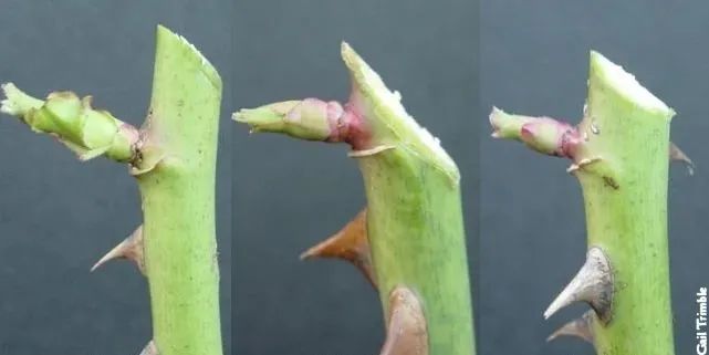 修剪的部位距离芽点过高或过低,都有可能导致月季黑杆,烂茎