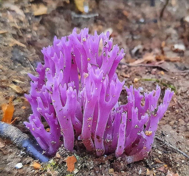 紫色珊瑚菌看起来有点像塑料的假蘑菇,但这个蘑菇是真实的哦,就长在大