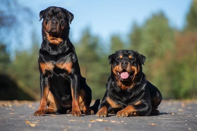 最专业的"护卫犬,它们认为主人才是最重要的,你最想养哪只?_腾讯新闻