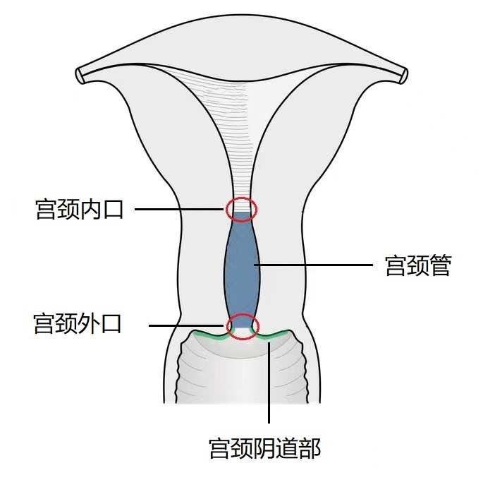 子宫颈位于子宫下部,长2.