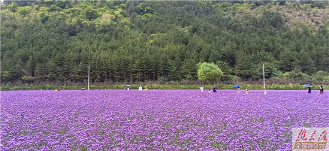 花开正浓这是庆阳最美花海