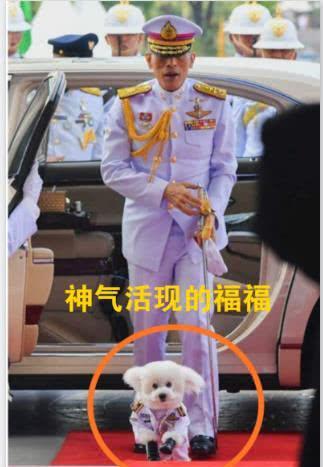 西拉米王妃逗老公开心,举起他心爱的狗狗,照相中的泰