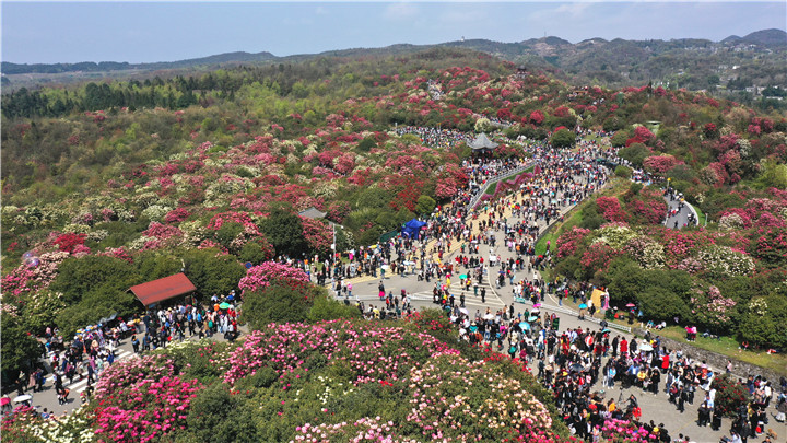 百里杜鹃普底景区生态优势凸显 村民吃上"旅游饭"