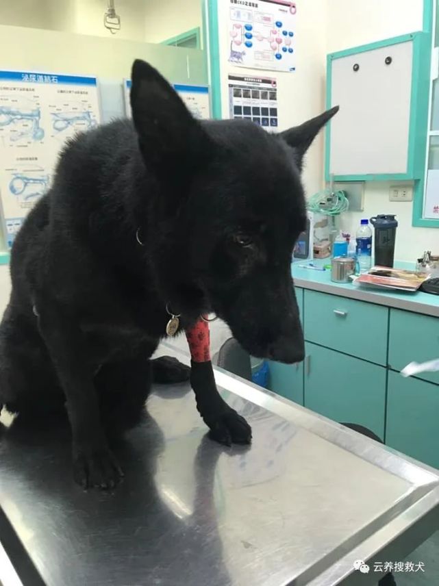 搜救犬突患大病,需捐血和手术费,消息发出后竟一天就