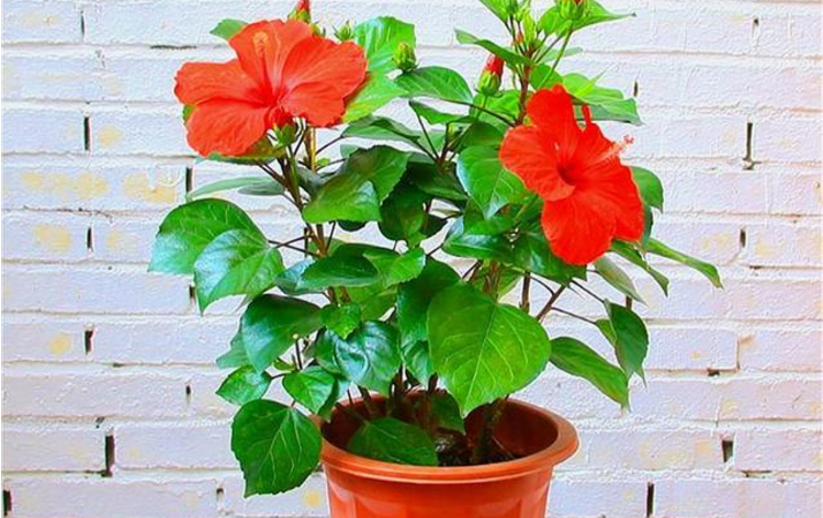 扶桑花盆栽叶子发软怎么办补水见光这2点把控好轻松解决