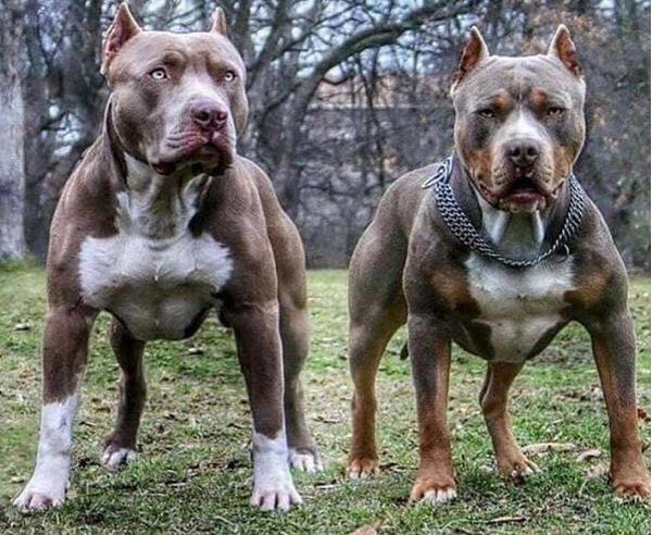 4:库达犬 库达犬是一只大型犬,体型特别的庞大,而且对人不友好,它是