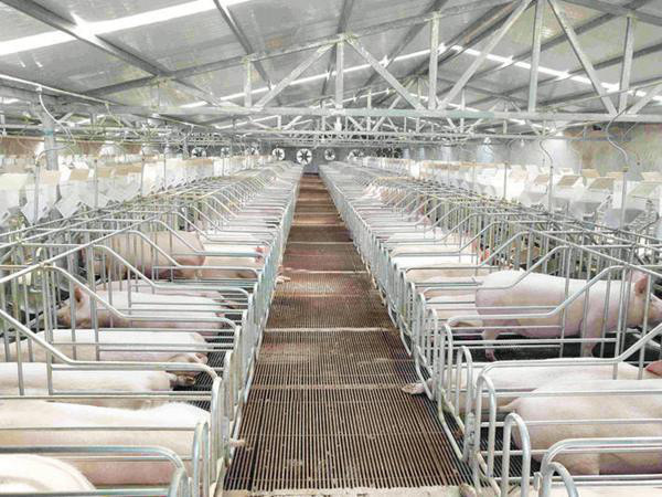 现代化的生态猪养殖场.万州区畜牧技术推广站供图