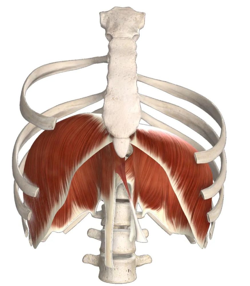 膈肌筋膜隶属于前深线,虽然前深线除了髋关节内收和横膈膜的呼吸运动