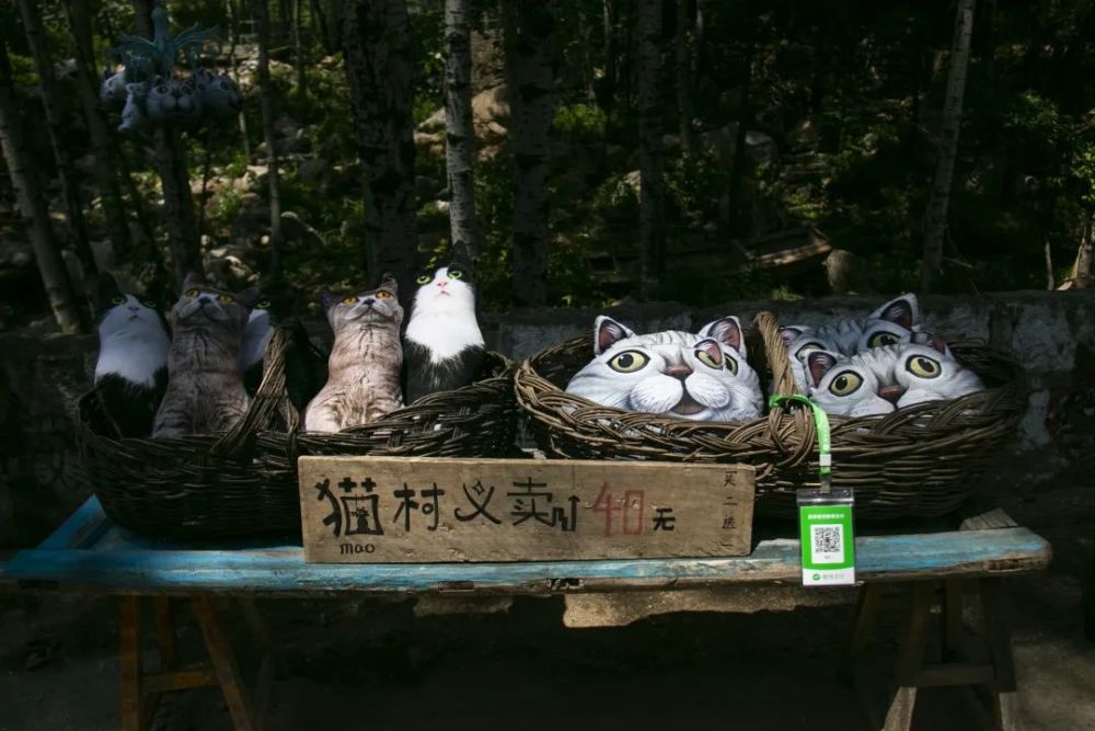 保定大山深处,藏着一个神秘的"中国猫村"