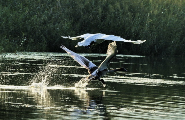 郑州北龙湖湿地公园天鹅宝宝试航啦