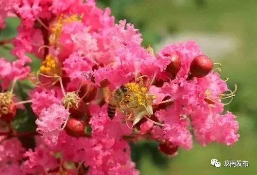 龙南市树市花正式出道快看是哪些