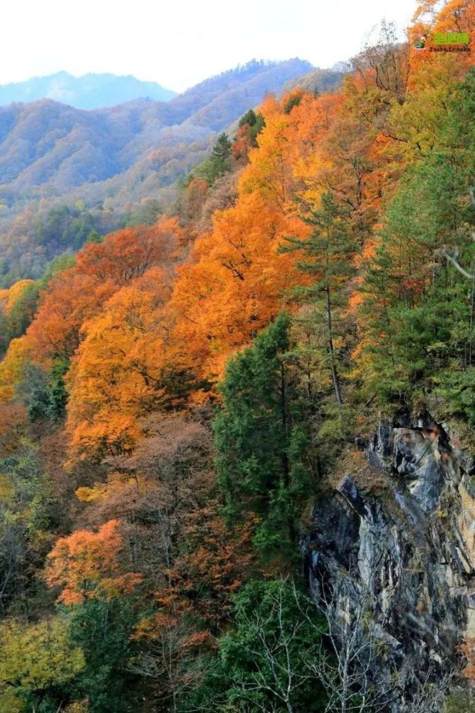 秦岭第一波秋色来了!这条深处自驾公路,知名度不高,彩林不输新疆川西!