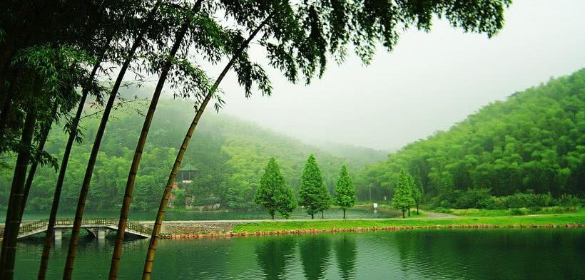 中国"最壮观"的竹林在四川!竹子达到400种?是卧虎藏龙取景地