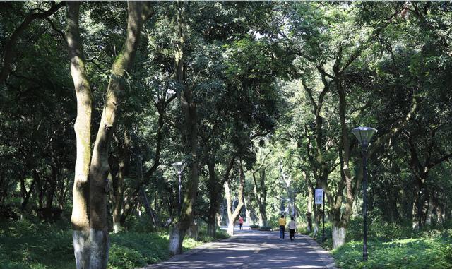 四川最大一片桂圆林桂圆价格是广西桂圆的3倍景区门票还免费