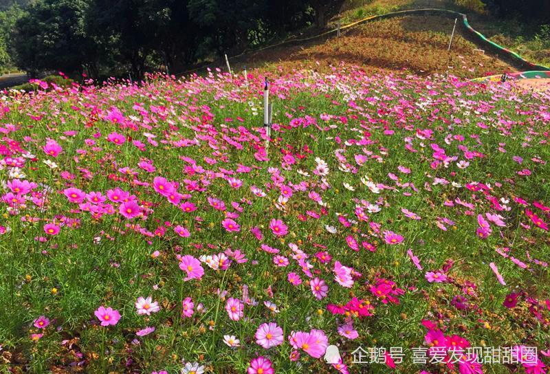 广东最梦幻的花海——东莞梦幻百花洲,爱拍照的妹子们