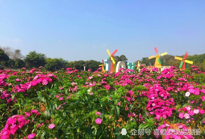 广东最梦幻的花海—东莞梦幻百花洲,爱拍照的妹子们赶紧看过来