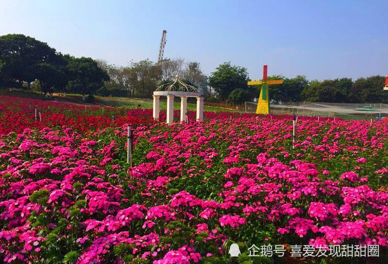 广东最梦幻的花海——东莞梦幻百花洲,爱拍照的妹子们