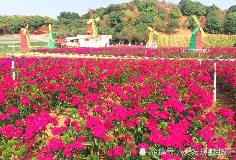 广东最梦幻的花海——东莞梦幻百花洲,爱拍照的妹子们