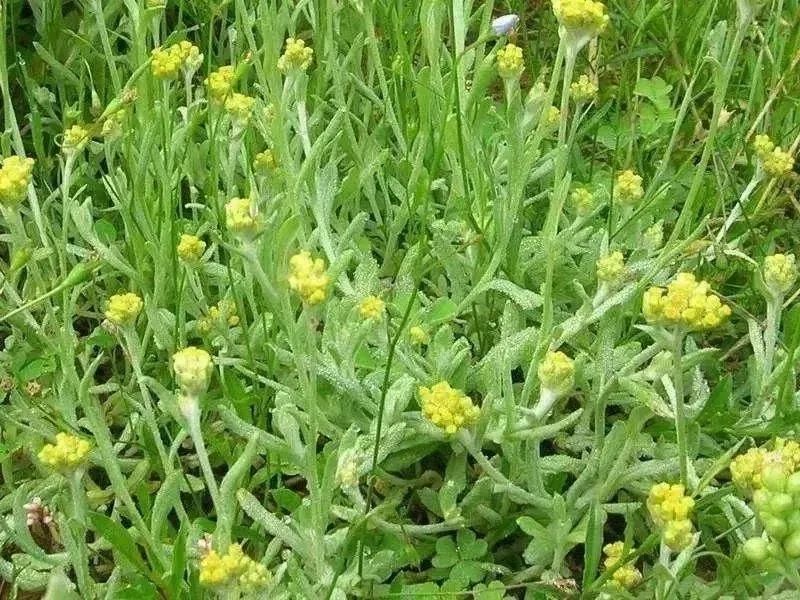 这种春季田中常见的小黄花,叶子像老鼠耳朵,长着绵密白毛.