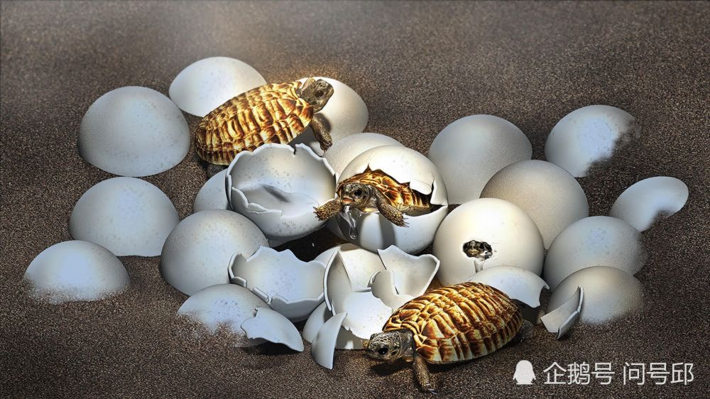 恐龙时代的罕见龟蛋化石:由人类大小的南雄龟产下