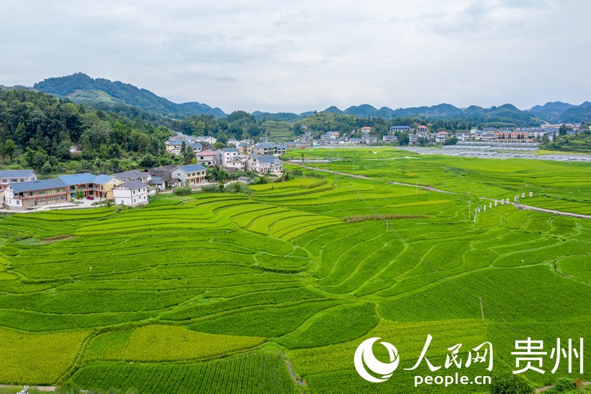 贵州遵义:乡村特色农业 绘就振兴画卷