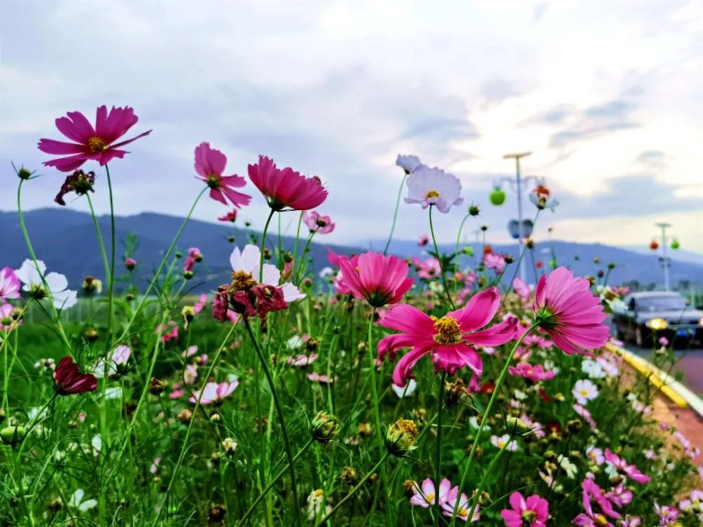 格桑花开|嶲州陌上格桑花开,君可静静赏矣