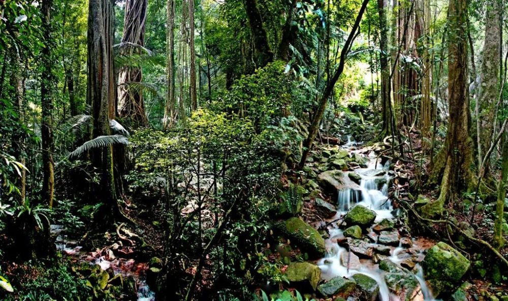 旅游推荐|海南昌江景点游玩攻略之霸王岭国家森林公园