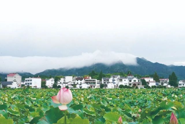 龙游这片土地很"富|志棠村|莲子|横山镇|荷花|天池村|龙游县