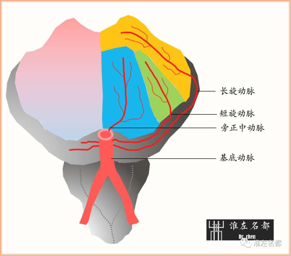 示意简图 基底动脉主要分支有:小脑前下动脉,小脑上动脉,大脑后动脉和