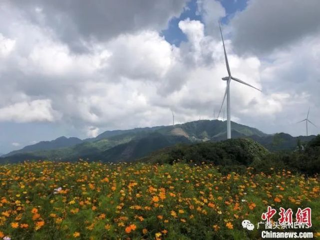 广西乐业县逻沙乡全达村风电场,漫山的格桑花争相绽放.