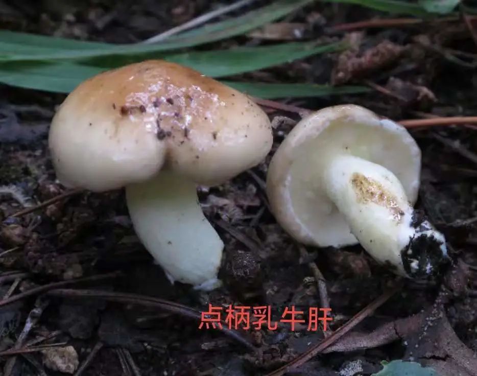 绝对避免食用的有毒牛肝菌