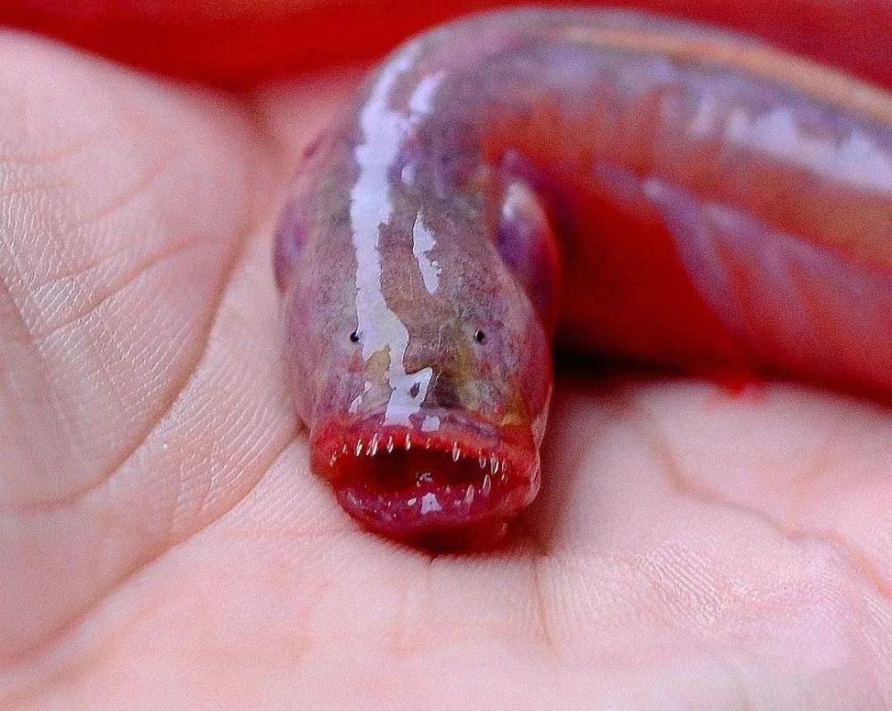 这种鱼就是被誉为"世上最丑"的鱼: 狼牙虾虎鱼.