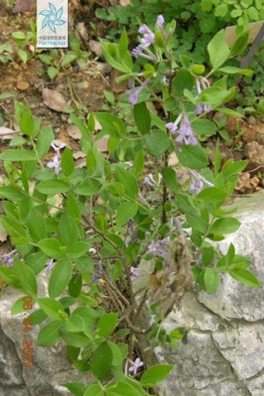 瑞香科的荛花(图片来源:中国植物图像库)