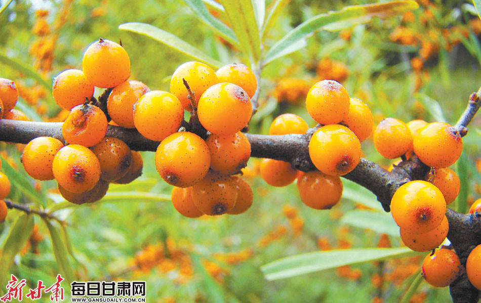 漳县林中成熟的沙棘果.