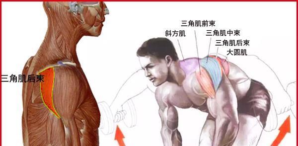 俯身侧平举动作主要是练肩部三角肌的后束,后束肌能体现肩的后端线条