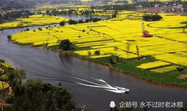 中国最美的油菜花海就在潼南的崇龛镇!三月的潼南,油菜花开正好.