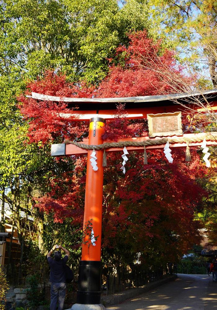 日本神社数上千,最古老的竟在日本茶乡,为什么供奉的是兔子?