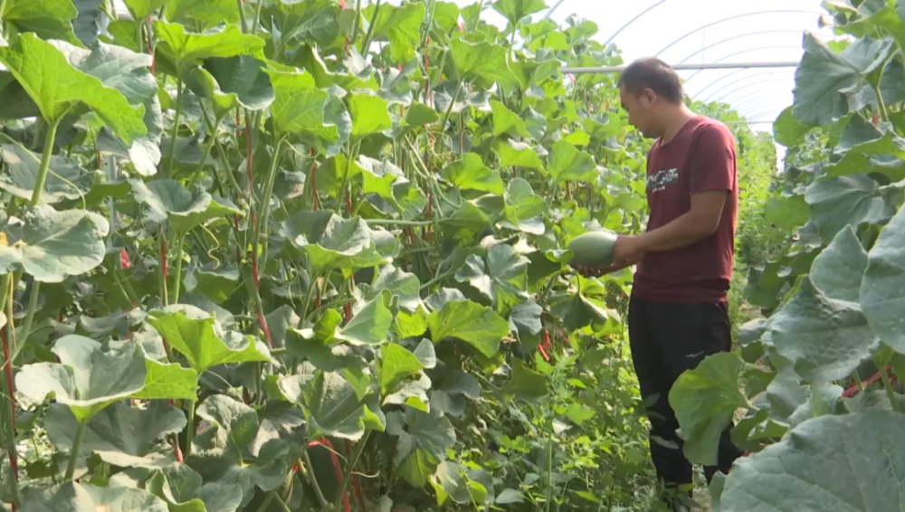 蜜瓜错茬种植让瓜州瓜农尝到"甜蜜"