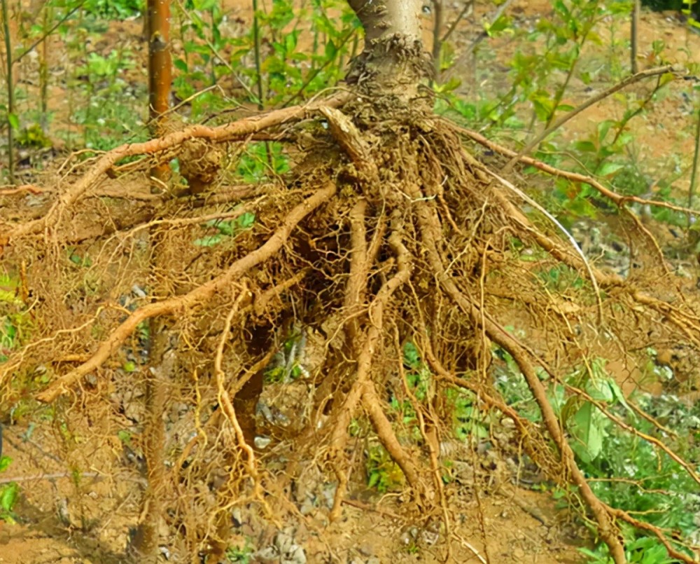 养花须知"4大根系",要是1个不懂,那么种上10年盆栽也是新手