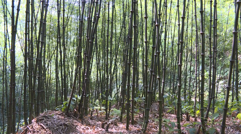 大关:做好生物多样性保护 筇竹幼苗孕育新希望