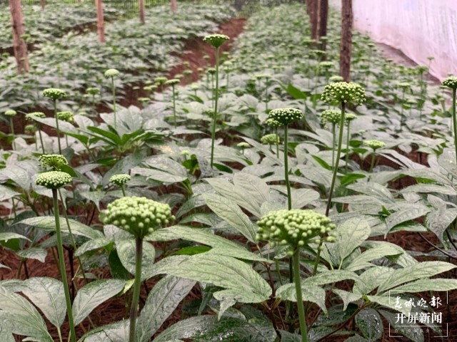 目前已没有野生三七!"野三七