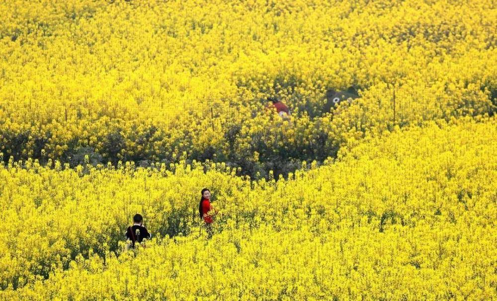 身在公园 春暖花开|最全!24个油菜花赏花地,拿好不谢!