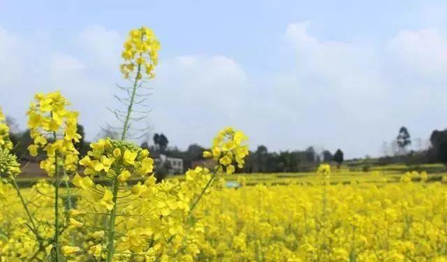 如今,成都各地油菜花悄悄绽放盛开的油菜花与青山绿水相映成趣为了
