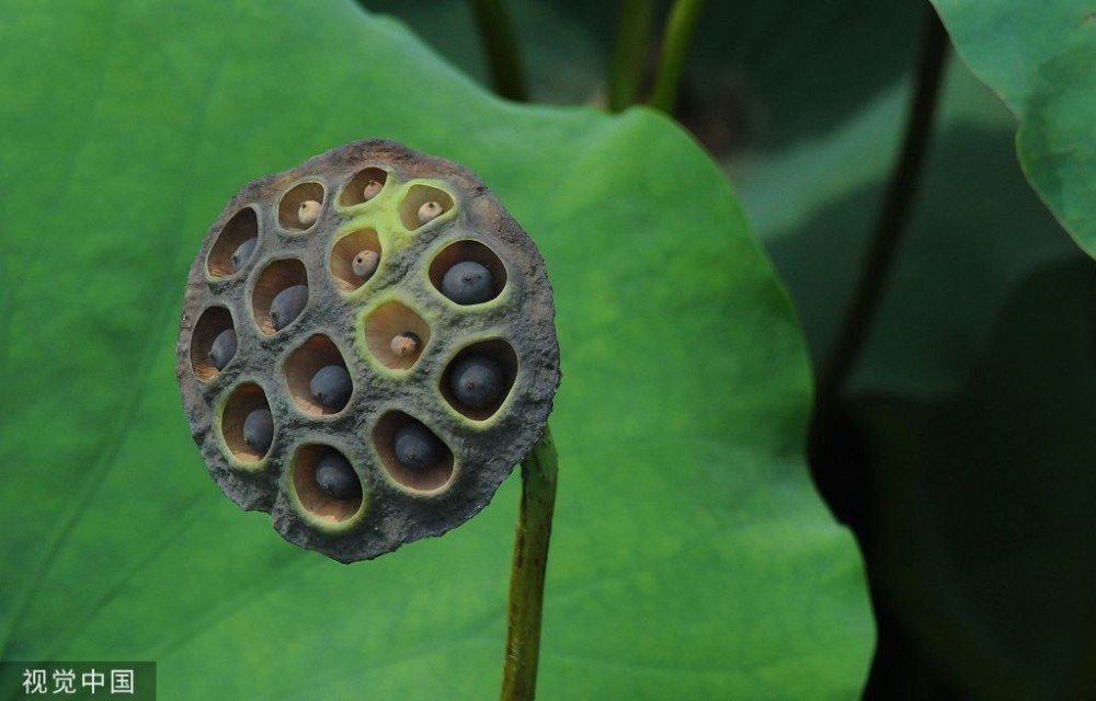 浙江杭州:西湖里枯萎的莲蓬