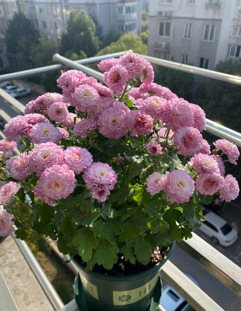 这种花名叫"糖果菊",是一种菊科植物,人工培育的园艺观赏品种,原来是