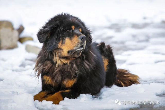 青藏线唐古拉雪山 满族文化网