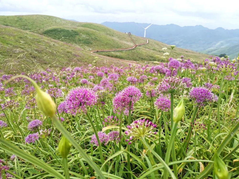 美!韭菜坪进入盛花期