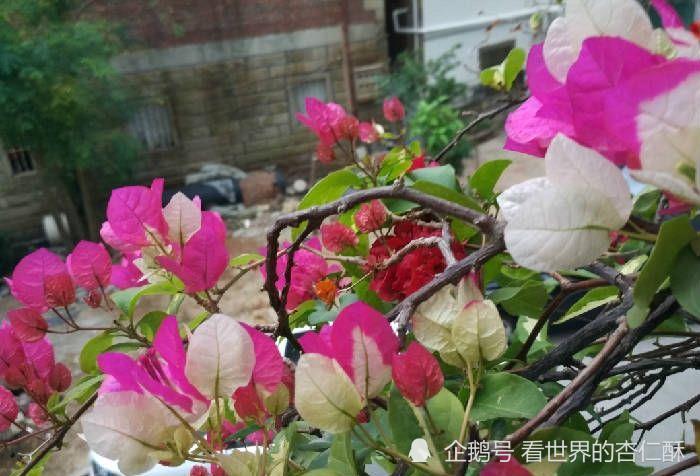 三角梅中"最美"的4个品种,颜值高,看一眼就心动_腾讯新闻