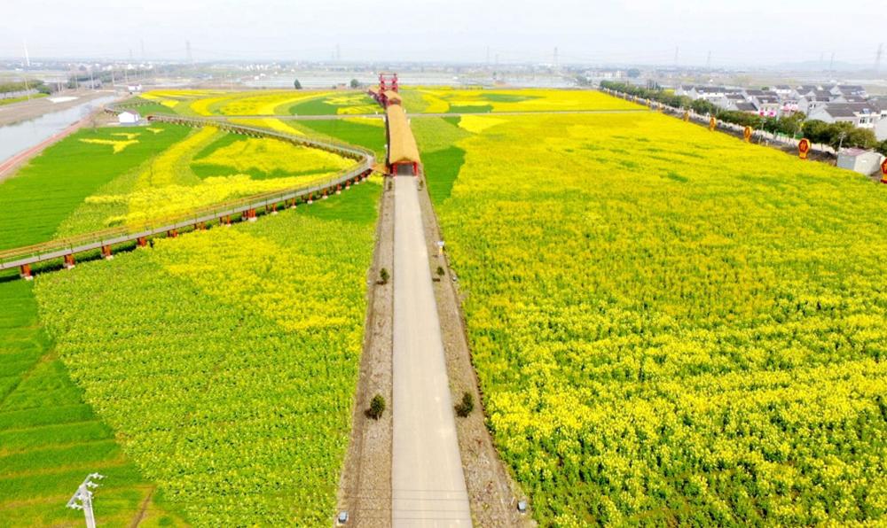 油菜花图案美 江苏宜兴最美油菜花田,位于杨巷镇邬泉村.