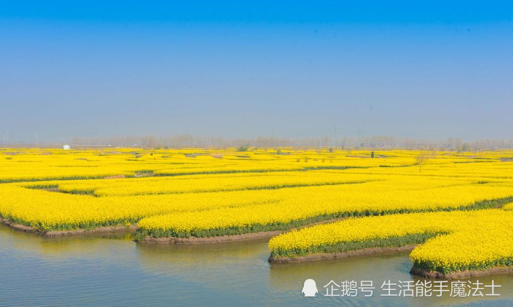 最美的水上油菜花田,江苏独此一份,连人民网都点赞,离